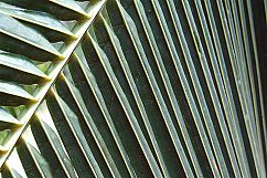 Leaf Patterns and Leaves Texture Backgrounds Bundle Product Image 4
