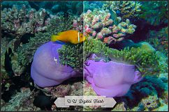 Underwater Fix Profiles for LR 7.3 &amp; ACR 10.3 Product Image 6