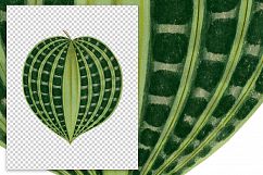 Leaves - Vintage Seersucker Plant Product Image 3