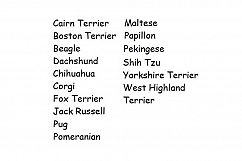 I Love My Small Breeds Embroidery Bundle Set of 16 Designs Product Image 2