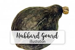 Hubbard Gourd Squash Product Image 1