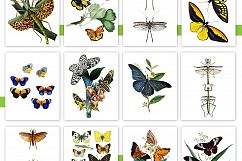 Entire Vintage Collection -Over 1000 Illustrations Product Image 23