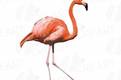 Watercolor Flamingos Clipart with watercolor leafs. 5 flamingos and 7 green leafs, flamingos and leafs collection, greenery, diy invitation Product Image 4