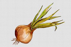 Onion vegetables PNG watercolor set Product Image 1