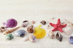 collection of seashell on sand Product Image 1