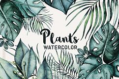 Watercolor Plants Product Image 1