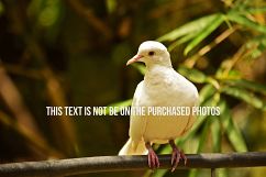 9 Beautiful Birds V2 Product Image 2