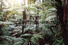 9 Tropical Rainforest Photos Product Image 6