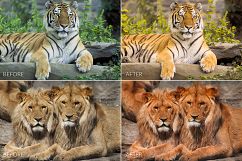 Felines Lr Presets Product Image 3