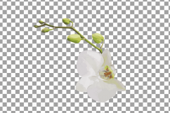 Watercolor white orchids clip art, Orchid leaves and flowers Product Image 6