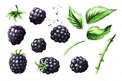 Blackberry. Watercolor collection Product Image 2