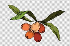 Sea Buckthorn or Seaberry SVG vector set Product Image 5