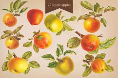 Cider House Antique Apple and Pear Graphics Product Image 5