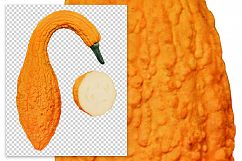 Summer Crookneck - Vintage Illustration Product Image 2