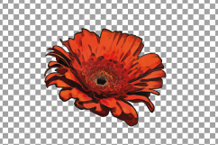 Watercolor Gerbera Daisy clip art pack, colorful gerberas 2 Product Image 4