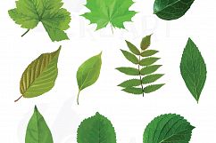 Watercolor leaf clip art pack. Eps, png, jpg, pdf, svg, vector illustrator &amp; corel files included, instant download Product Image 4