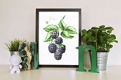 Blackberry. Watercolor collection Product Image 6