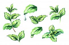 Fresh mint Product Image 3