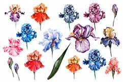 Hand Drawn Watercolor Bundle FLOWERS Product Image 5