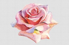 Pink roses realistic PNG watercolor set Product Image 2