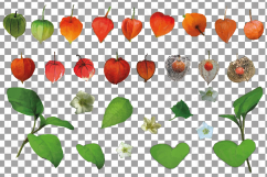 Watercolor Chinese Lantern clip art pack, Physalis alkekengi Product Image 3