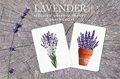 Lavender clipart, isolated lavender graphic Product Image 6
