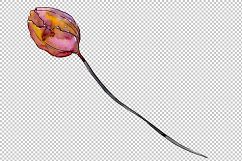 Wildflower autumn tulips PNG watercolor set Product Image 3