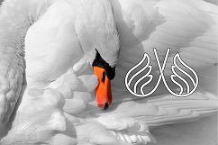 Swan Typographic Letter A-Z Alphabet SVG PNG EPS AI Product Image 26