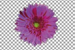 Watercolor Gerbera Daisy clip art pack, colorful gerbers Product Image 14