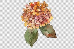 Big colorful gortenzia flowers PNG set Product Image 4