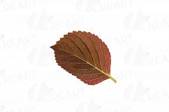 Autumn leafs watercolor clip art pack, watercolor fall frame Product Image 18