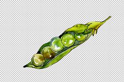 Pea seed vegetables PNG watercolor set Product Image 6