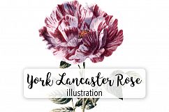 Florals - Vintage York Lancaster Rose Product Image 1