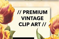 Florals - Vintage Double Tulip Toreador Product Image 3