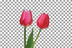 Tulip watercolor clip art pack, watercolor tulip design Product Image 6