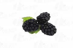 Watercolor Blackberry, branch and leaves clip art pack Product Image 10