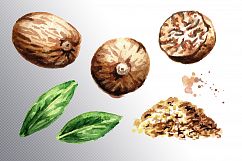 Nutmeg. Watercolor collection Product Image 3