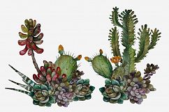 Succulents and Cacti Watercolor Clip Art Set Product Image 5