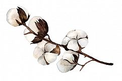 Watercolor Cotton Clip Art - Print Product Image 3