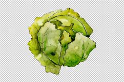 Green cabbage vegetables PNG watercolor set Product Image 3
