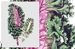 Leaves - Vintage Brassica Sinenis Product Image 2