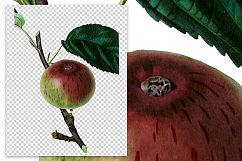 Fruit - Vintage Brickley Seedling Apple Product Image 2