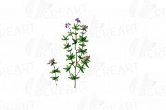 Herbs and Spices clip art pack, Watercolor herbs and spices chart, kitchen herbs, food print. PNG, jpg, svg, vector illustrator &amp;corel files Product Image 17