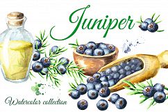Juniper. Watercolor collection Product Image 1