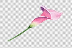 Pink calla flower PNG watercolor set Product Image 4