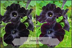 Incredible Flowers Profiles LR7.3 ACR10.3 Product Image 18