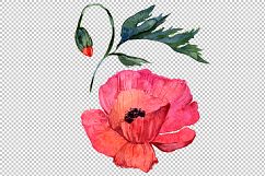 Red poppy PNG watercolor flowers Product Image 2