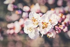 35 Flowering Spring Lightroom Presets Product Image 9