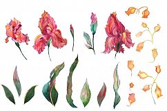 Watercolor iris flowers set. Product Image 5