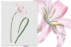 Florals - Vintage Rain Lily Product Image 2